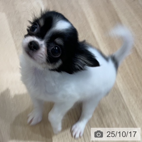 チワワの写真