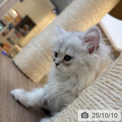 ペルシャの写真