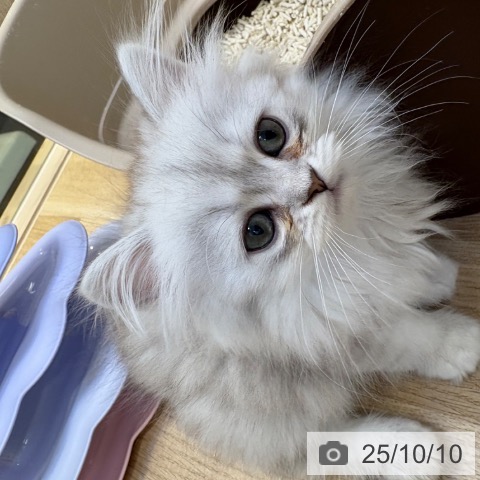 ペルシャの写真