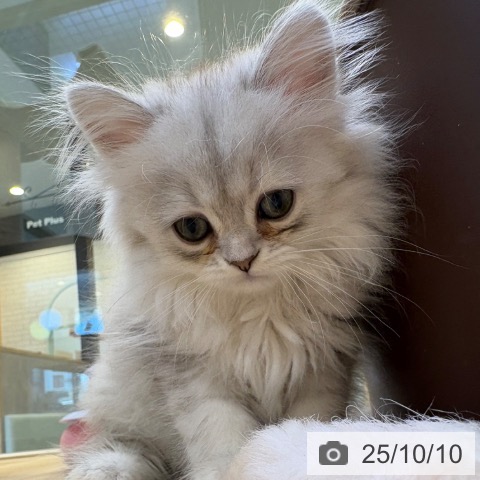 ペルシャの写真