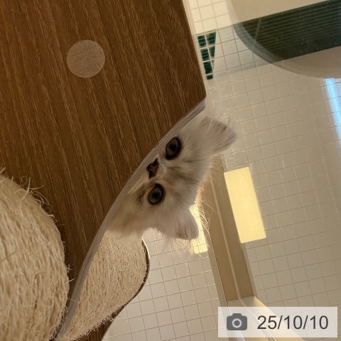 ペルシャの写真