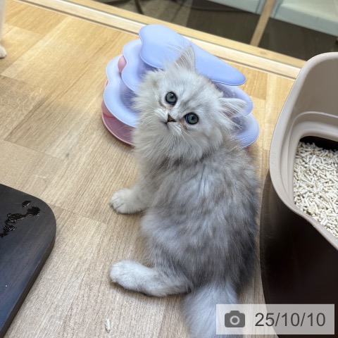 ペルシャの写真