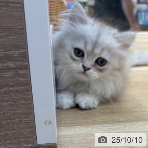ペルシャの写真