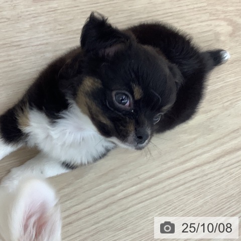 チワワの写真