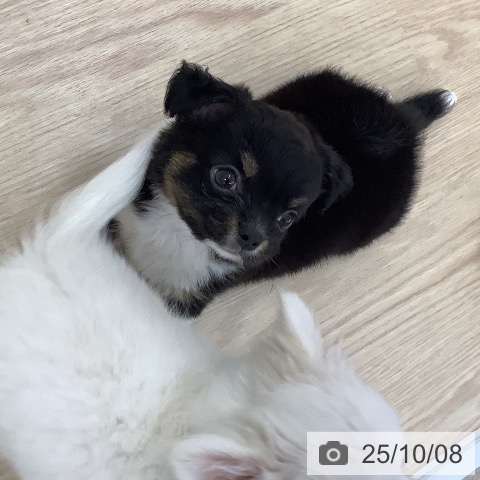チワワの写真