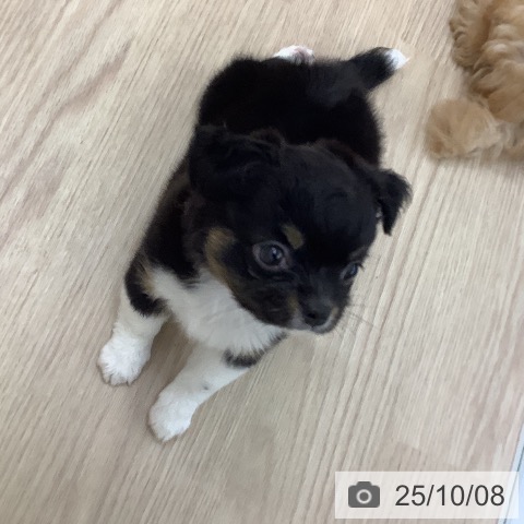チワワの写真