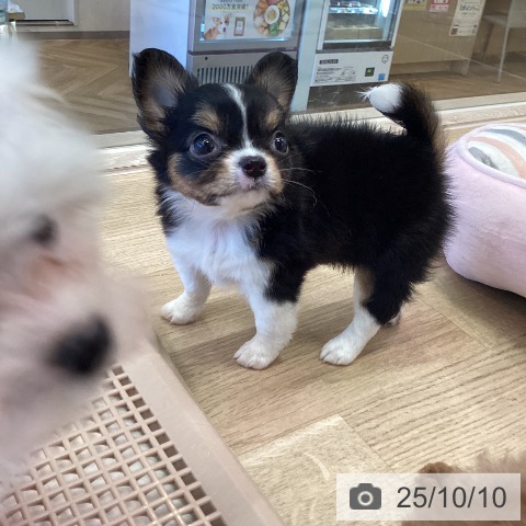 チワワの写真