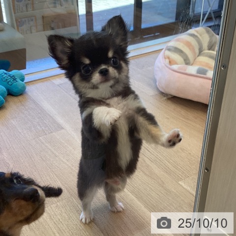 チワワの写真