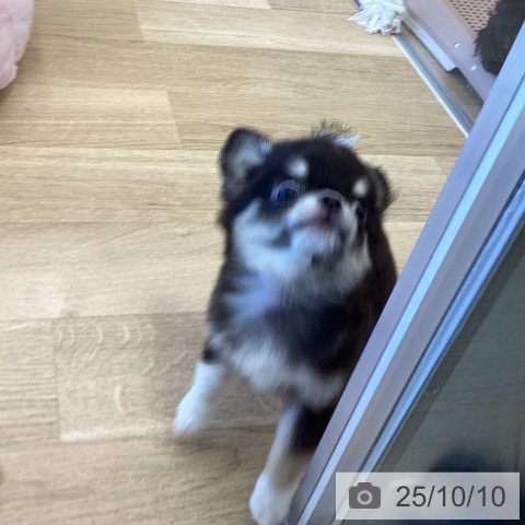 チワワの写真