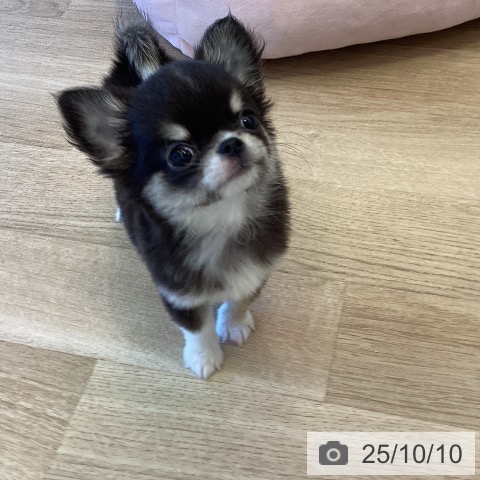 チワワの写真