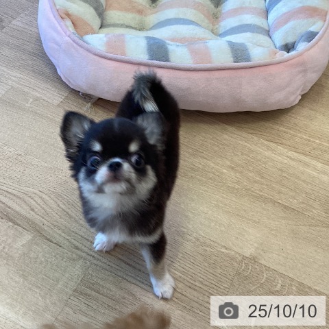 チワワの写真