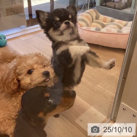 チワワの写真