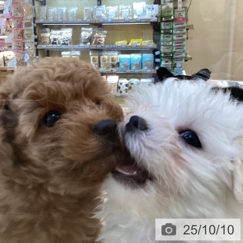 トイ・プードルの写真