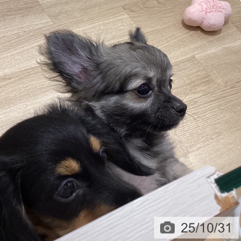 福岡県のチワワ(ロング) (ペットプラス 福岡伊都店/2025年8月8日生まれ/男の子/フォーンホワイト)の子犬の4枚目の画像