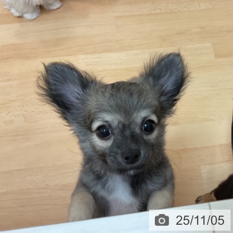 福岡県のチワワ(ロング) (ペットプラス 福岡伊都店/2025年8月8日生まれ/男の子/フォーンホワイト)の子犬の3枚目の画像