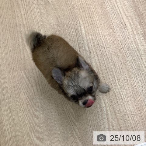 チワワの写真
