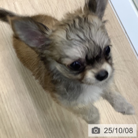 チワワの写真