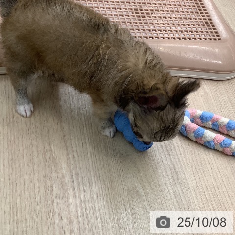 チワワの写真
