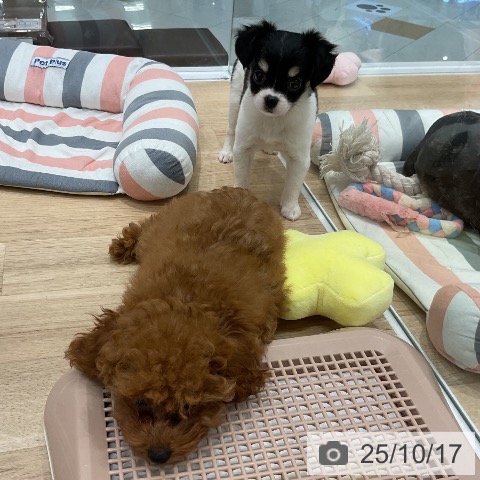チワワの写真