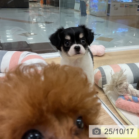 チワワの写真
