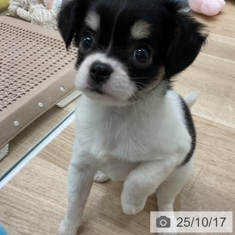 チワワの写真
