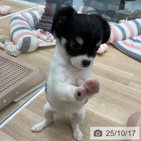 チワワの写真