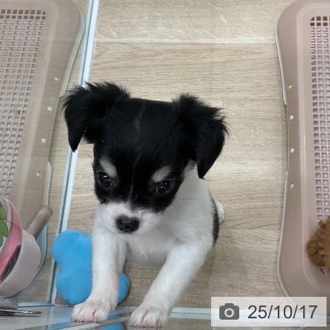 チワワの写真
