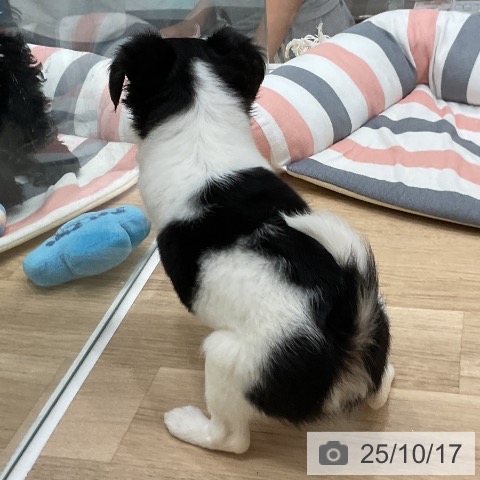 チワワの写真