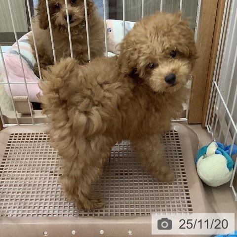 福岡県のトイプードル(トイ) (ペットプラス MARK IS 福岡ももち店/2025年8月13日生まれ/男の子/アプリコット)の子犬の3枚目の画像