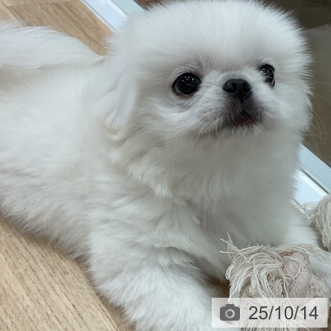 ペキニーズの写真