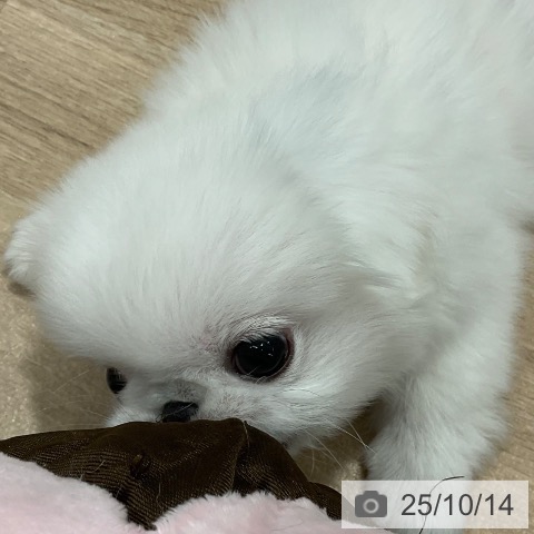 ペキニーズの写真