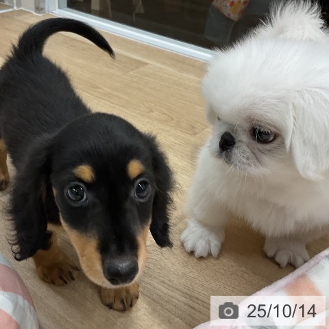 ペキニーズの写真