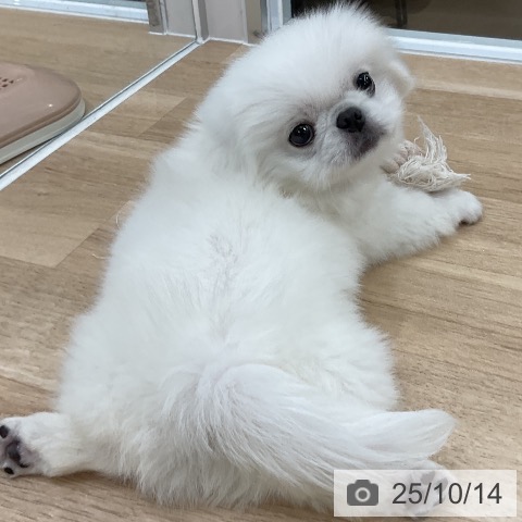 ペキニーズの写真