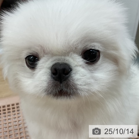 ペキニーズの写真