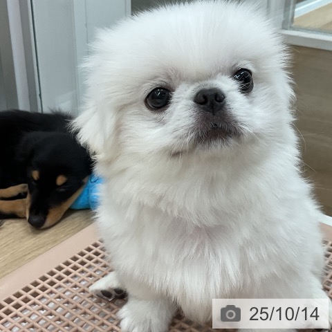 ペキニーズの写真