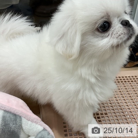 ペキニーズの写真