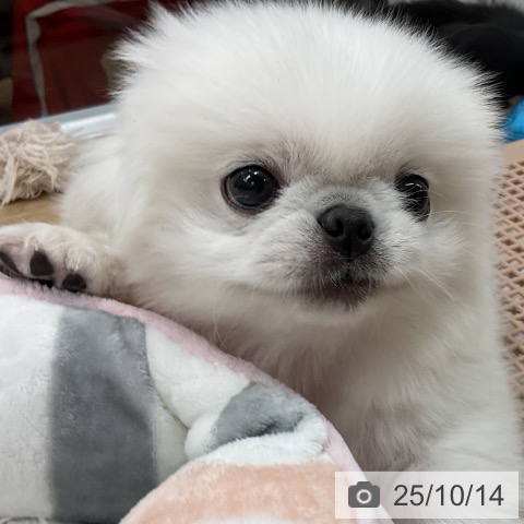 ペキニーズの写真