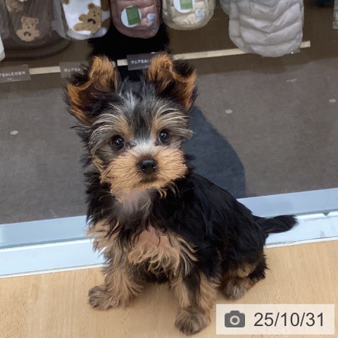 福岡県のヨークシャーテリア (ペットプラス 黒崎店/2025年8月13日生まれ/男の子/スチールブルータン)の子犬の3枚目の画像