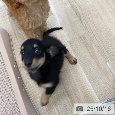 ミニチュア・ダックスフンドの写真