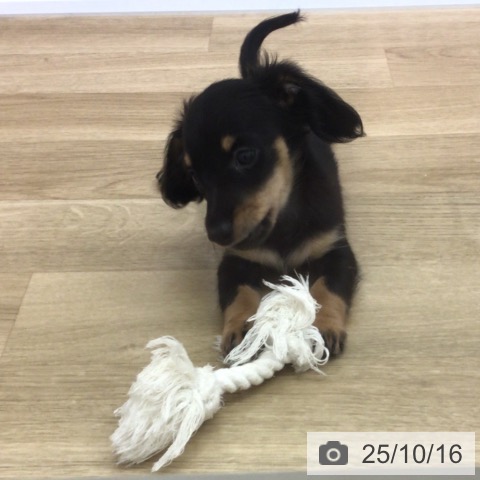 ミニチュア・ダックスフンドの写真