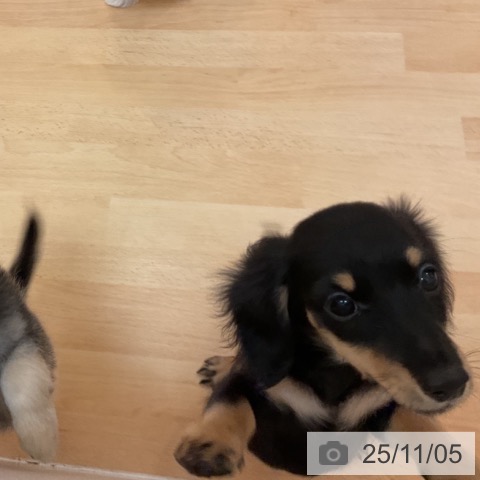 ミニチュア・ダックスフンドの写真