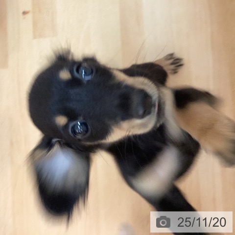 ミニチュア・ダックスフンドの写真