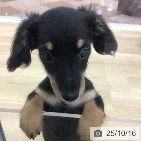 ミニチュア・ダックスフンドの写真