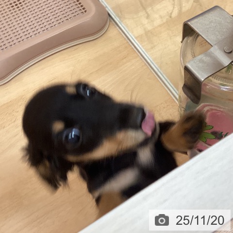 ミニチュア・ダックスフンドの写真