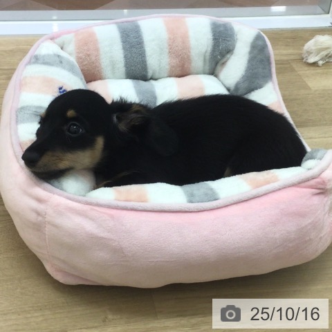 福岡県のミニチュアダックスフンド(ロング) (ペットプラス 小倉南店/2025年8月12日生まれ/女の子/ブラックタン)の子犬の4枚目の画像