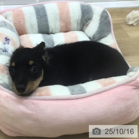 福岡県のミニチュアダックスフンド(ロング) (ペットプラス 小倉南店/2025年8月12日生まれ/女の子/ブラックタン)の子犬の3枚目の画像