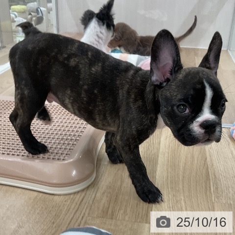 フレンチ・ブルドッグの写真