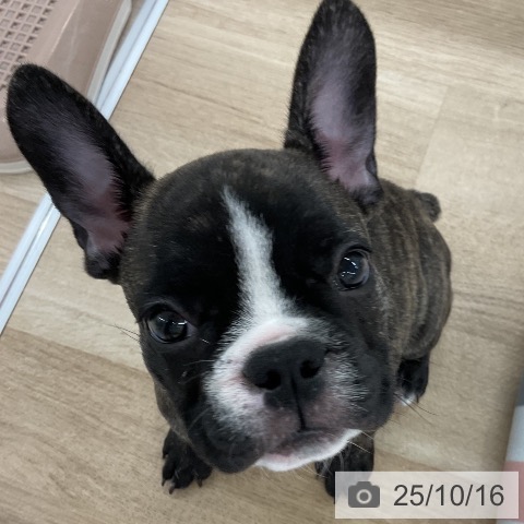 フレンチ・ブルドッグの写真