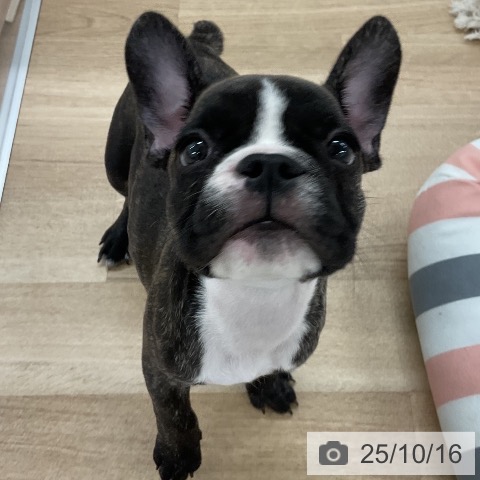 フレンチ・ブルドッグの写真