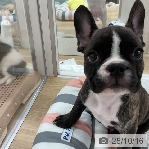 フレンチ・ブルドッグの写真